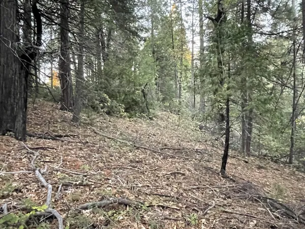 a view of a forest with trees in the background