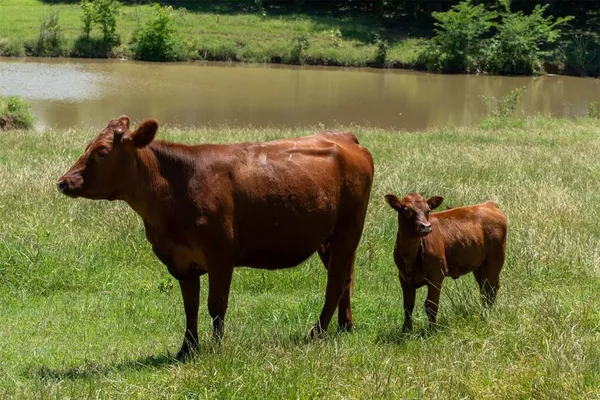 a view of a grassy field with trees in the background