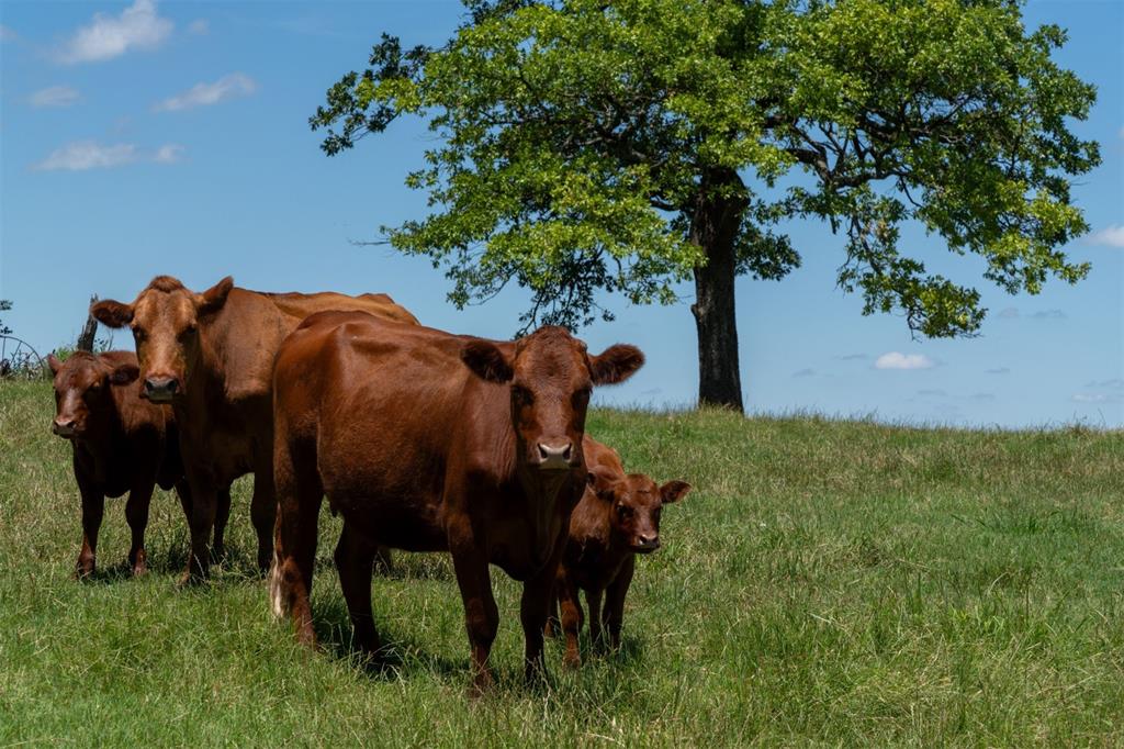 248 Shaffer Road Denison, TX 75021 - Photo 33 of 40 a view of a yard in front of the house