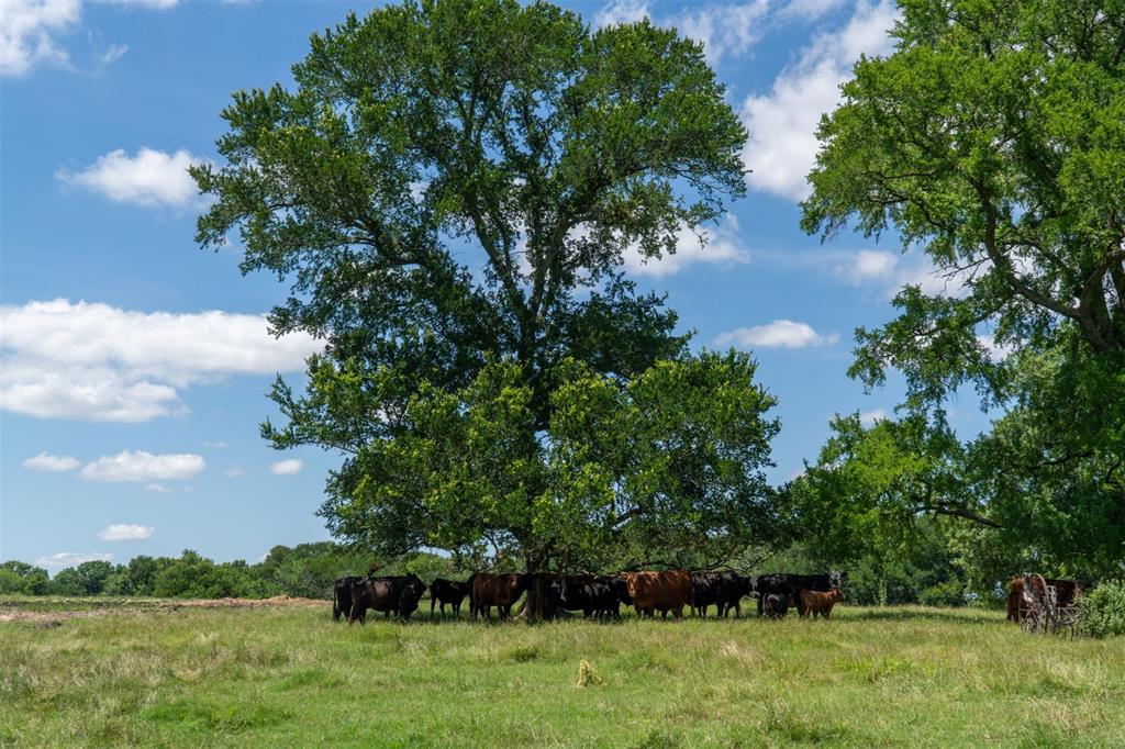 248 Shaffer Road Denison, TX 75021 - Photo 35 of 40 a view of a garden