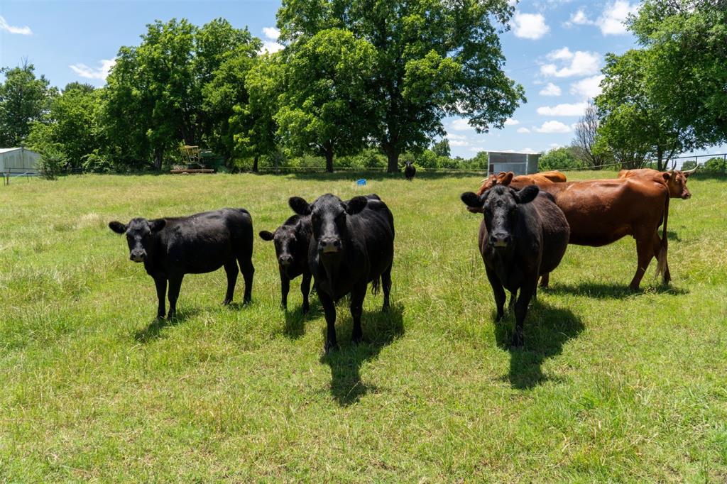 248 Shaffer Road Denison, TX 75021 - Photo 37 of 40 a view of yard with couple of chairs