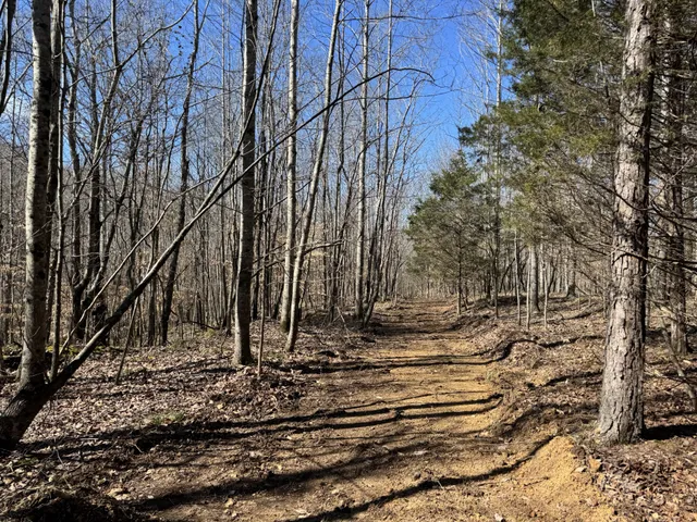 a view of a backyard with large trees