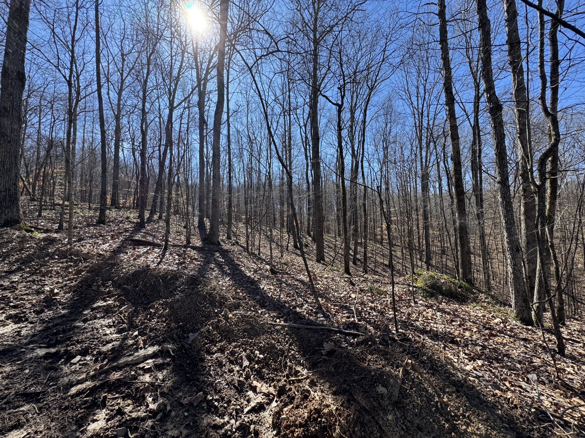0 Waterfall Creek Road Collinwood, TN 38450 - Photo 16 of 48 a view of a backyard with trees