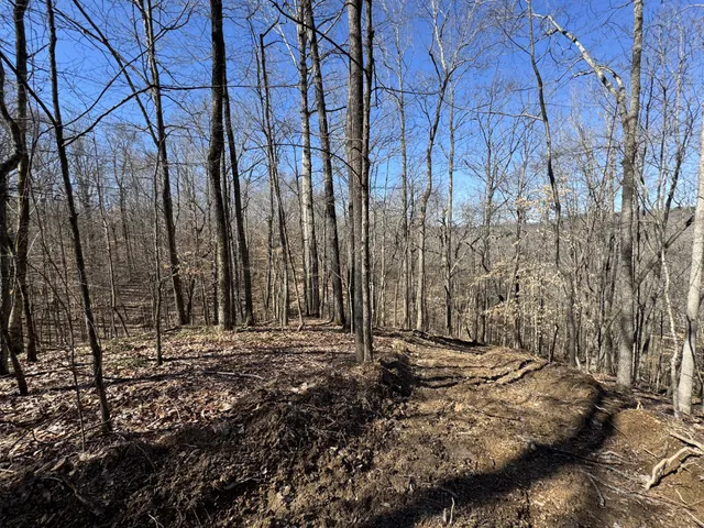 a view of trees with some trees