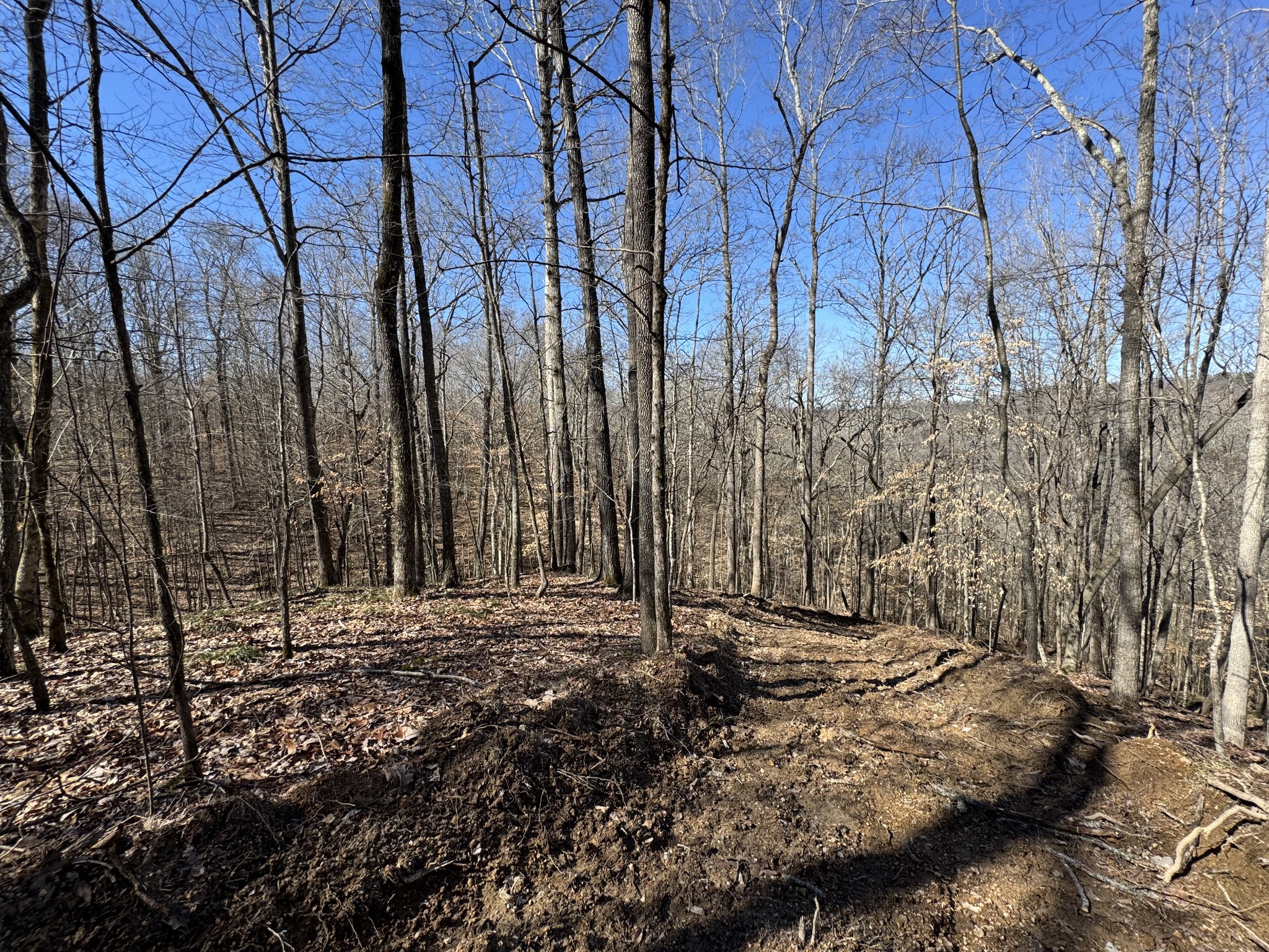 0 Waterfall Creek Road Collinwood, TN 38450 - Photo 17 of 48 a view of trees with some trees