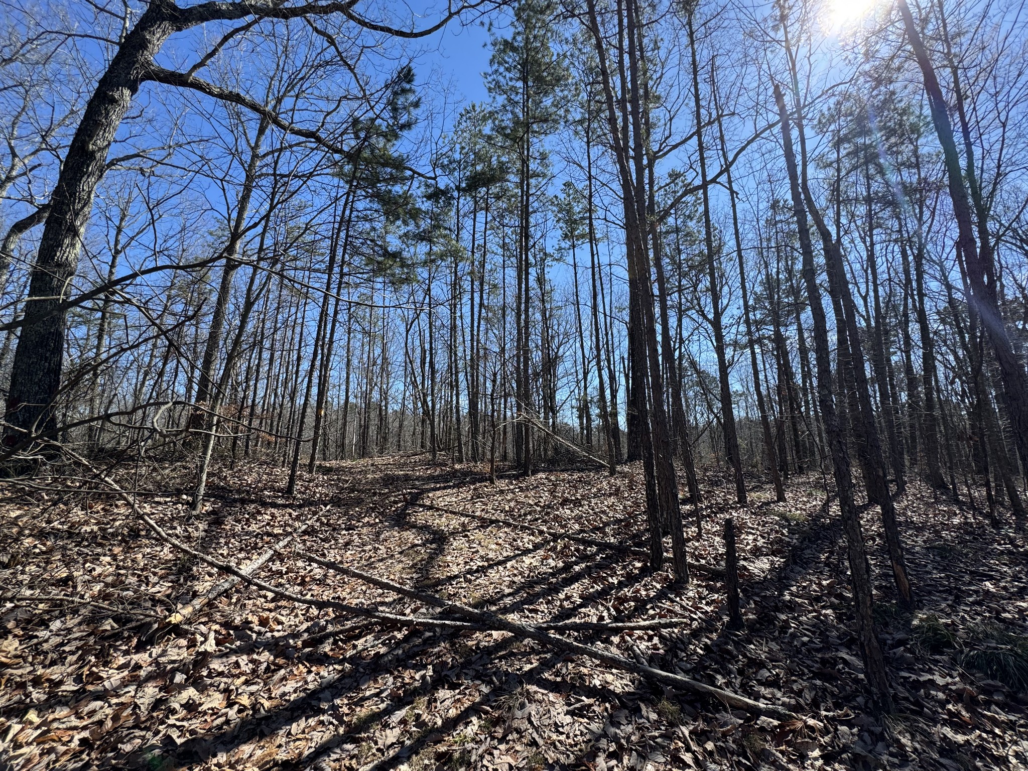 0 Waterfall Creek Road Collinwood, TN 38450 - Photo 19 of 48 a view of a backyard of the house