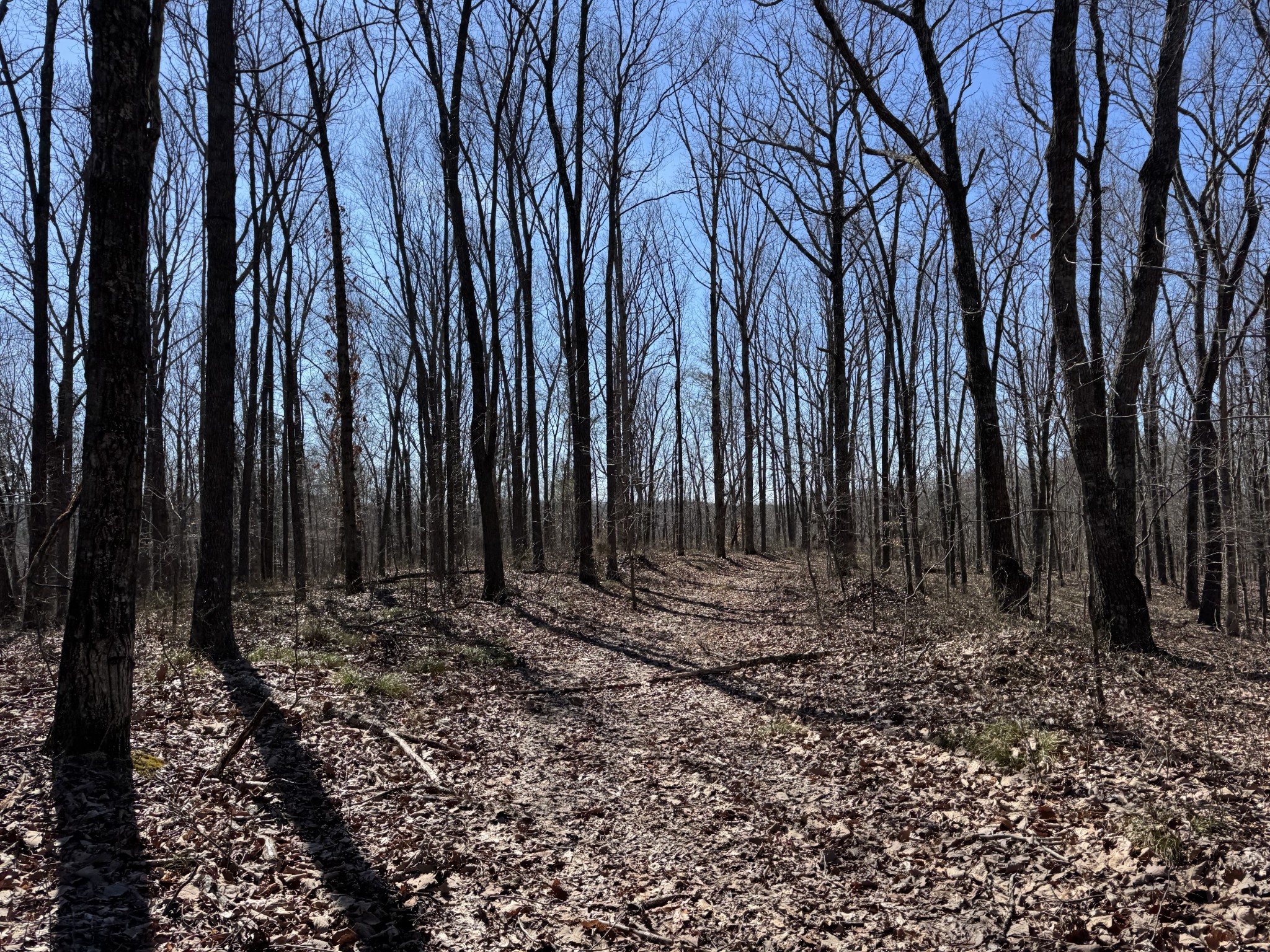 0 Waterfall Creek Road Collinwood, TN 38450 - Photo 20 of 48 a view of outdoor space with trees