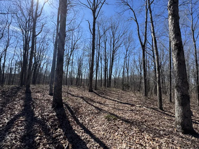 a view of a yard with trees