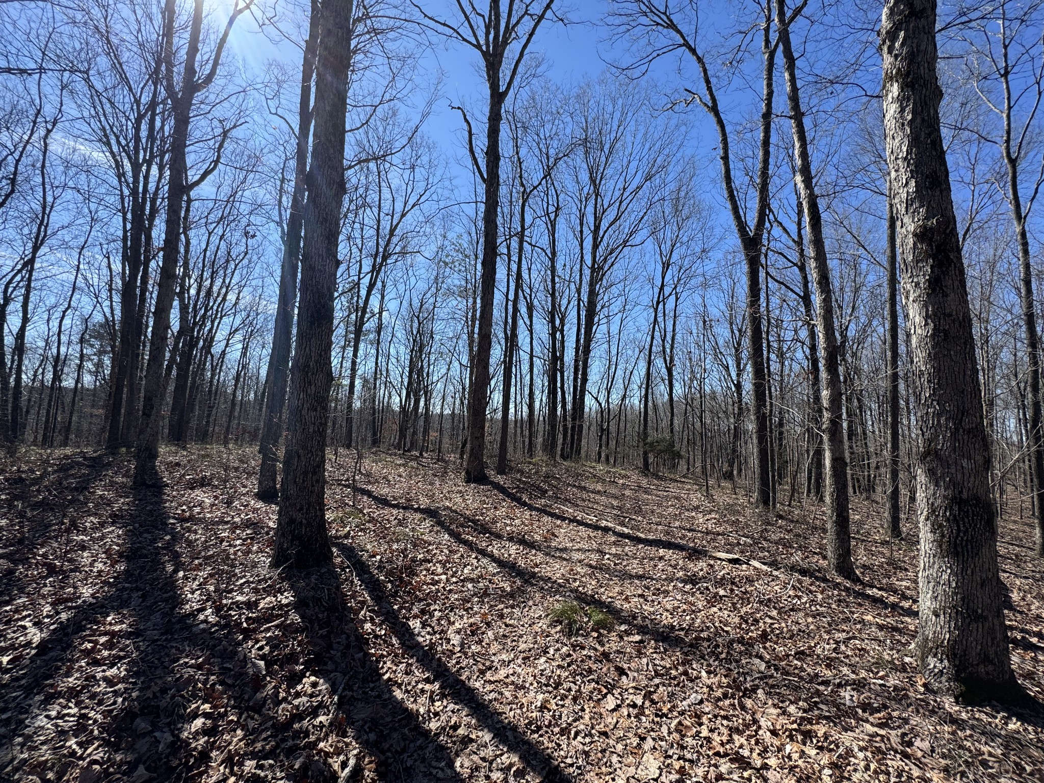 0 Waterfall Creek Road Collinwood, TN 38450 - Photo 21 of 48 a view of a yard with trees