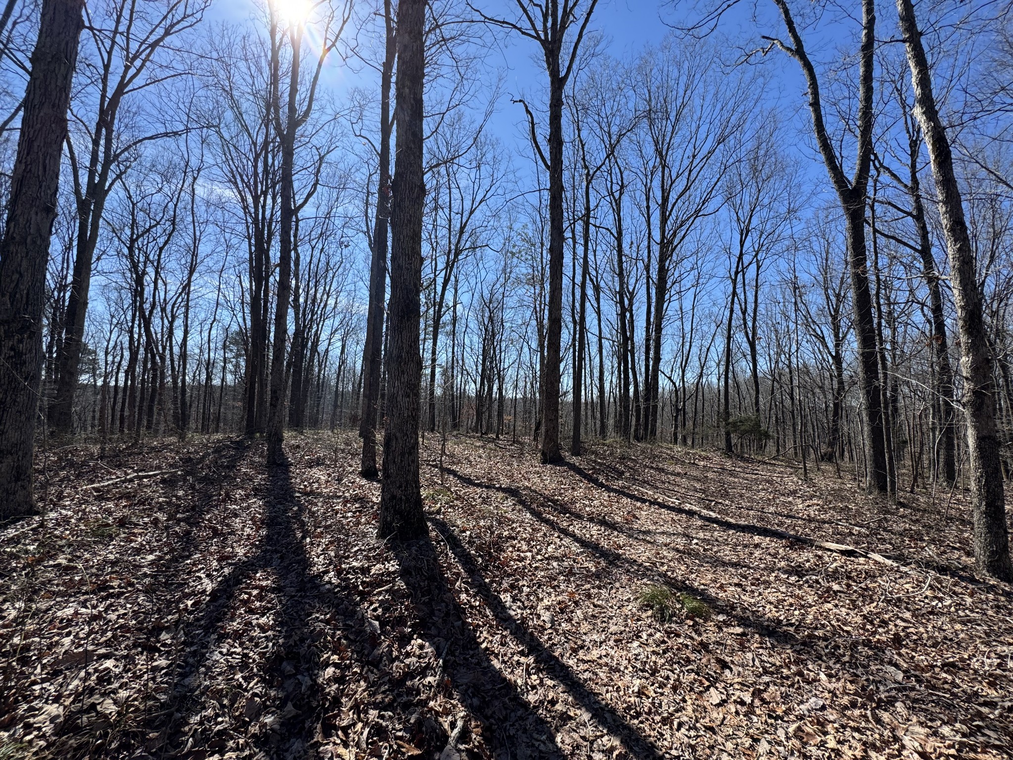0 Waterfall Creek Road Collinwood, TN 38450 - Photo 23 of 48 a view of a yard with trees