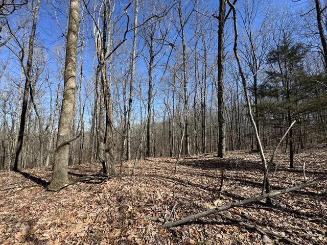 a view of a backyard with large trees