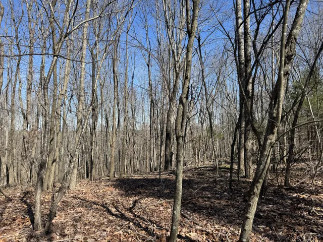 a view of house with backyard and trees