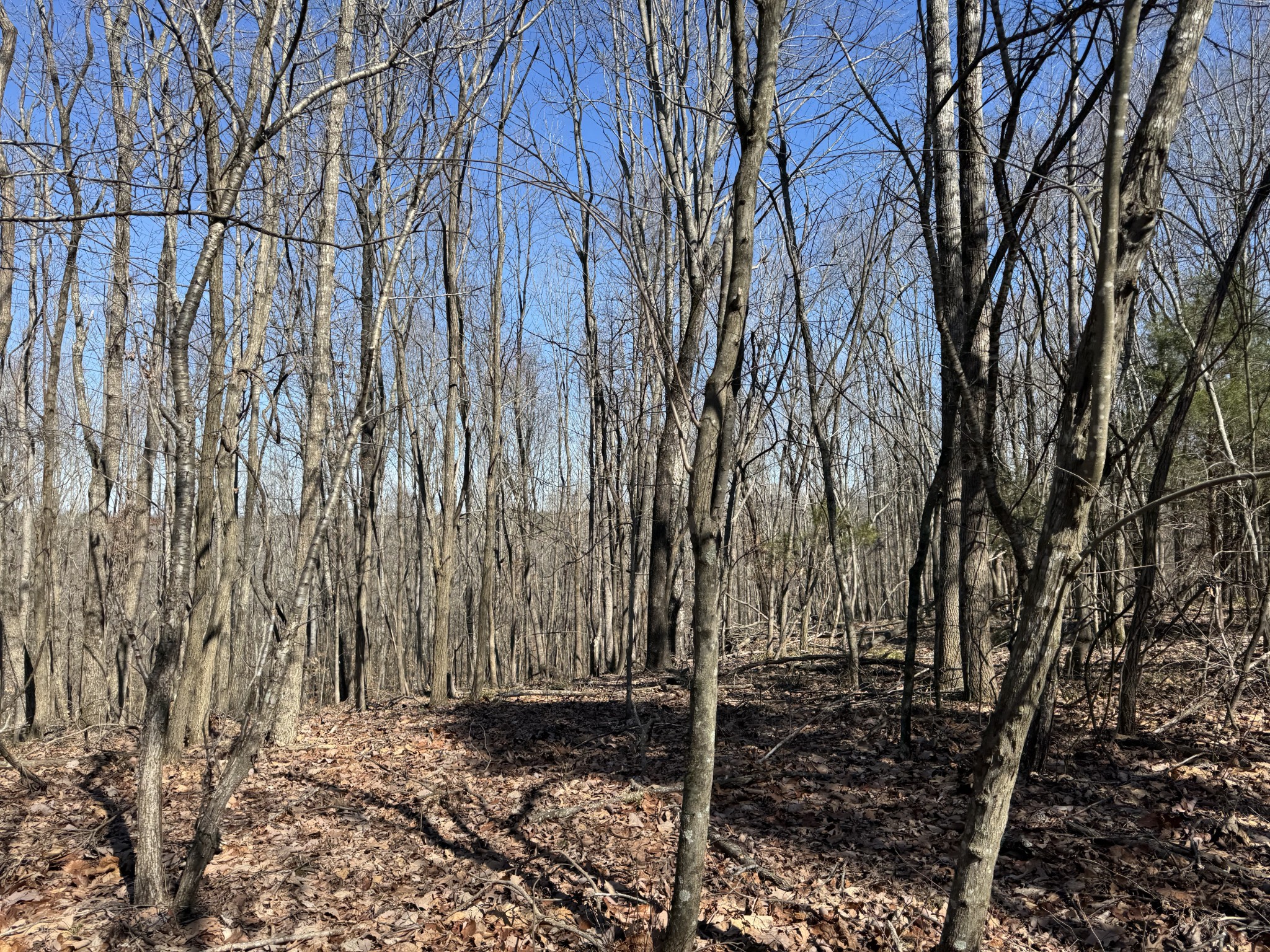 0 Waterfall Creek Road Collinwood, TN 38450 - Photo 29 of 48 a view of a backyard of the house