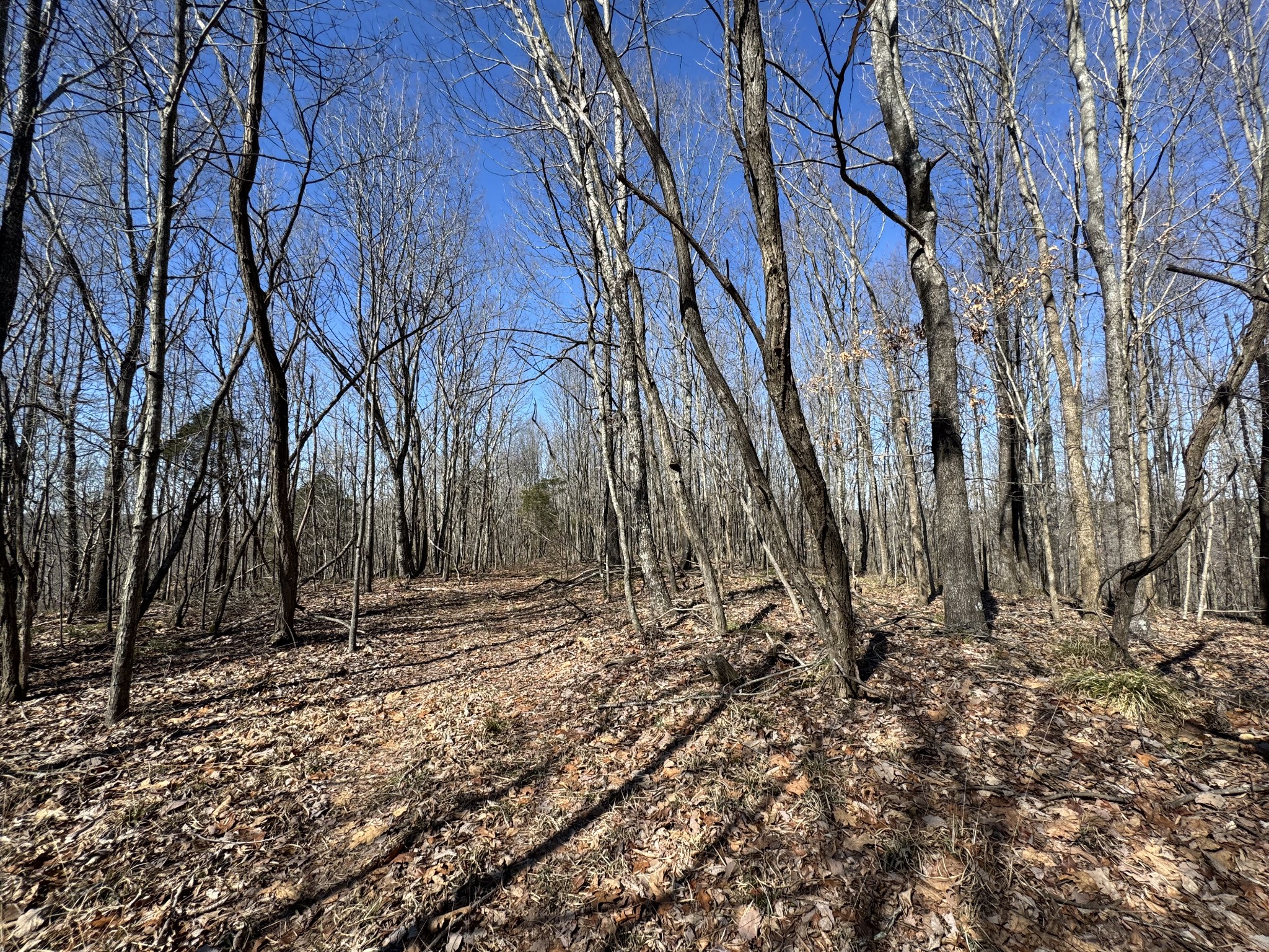0 Waterfall Creek Road Collinwood, TN 38450 - Photo 30 of 48 a view of house with backyard and trees