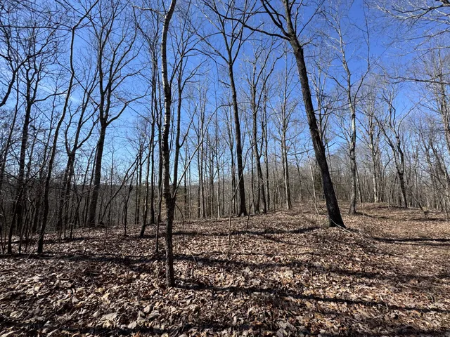 a view of a backyard with trees