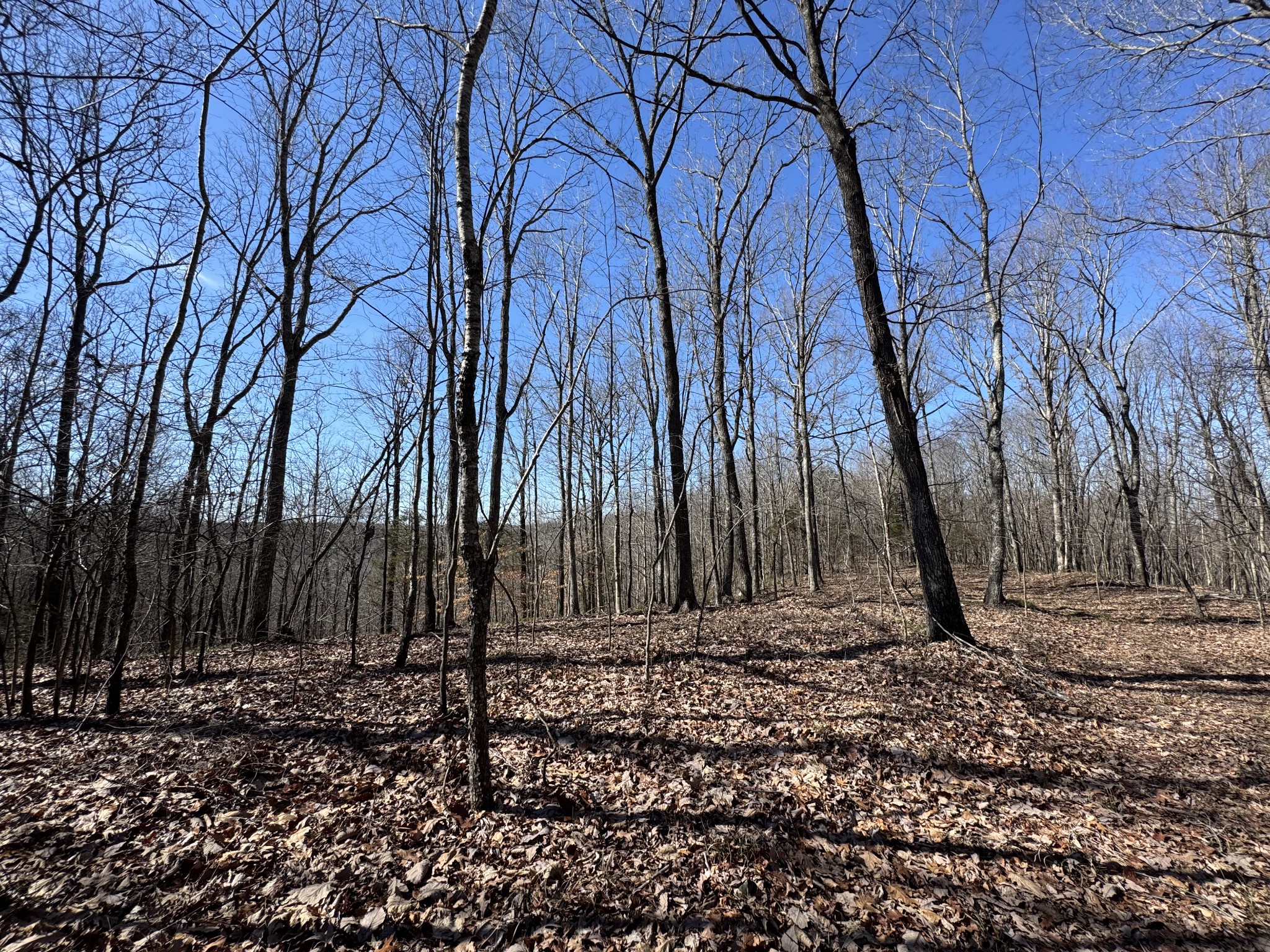 0 Waterfall Creek Road Collinwood, TN 38450 - Photo 31 of 48 a backyard of a house with lots of green space