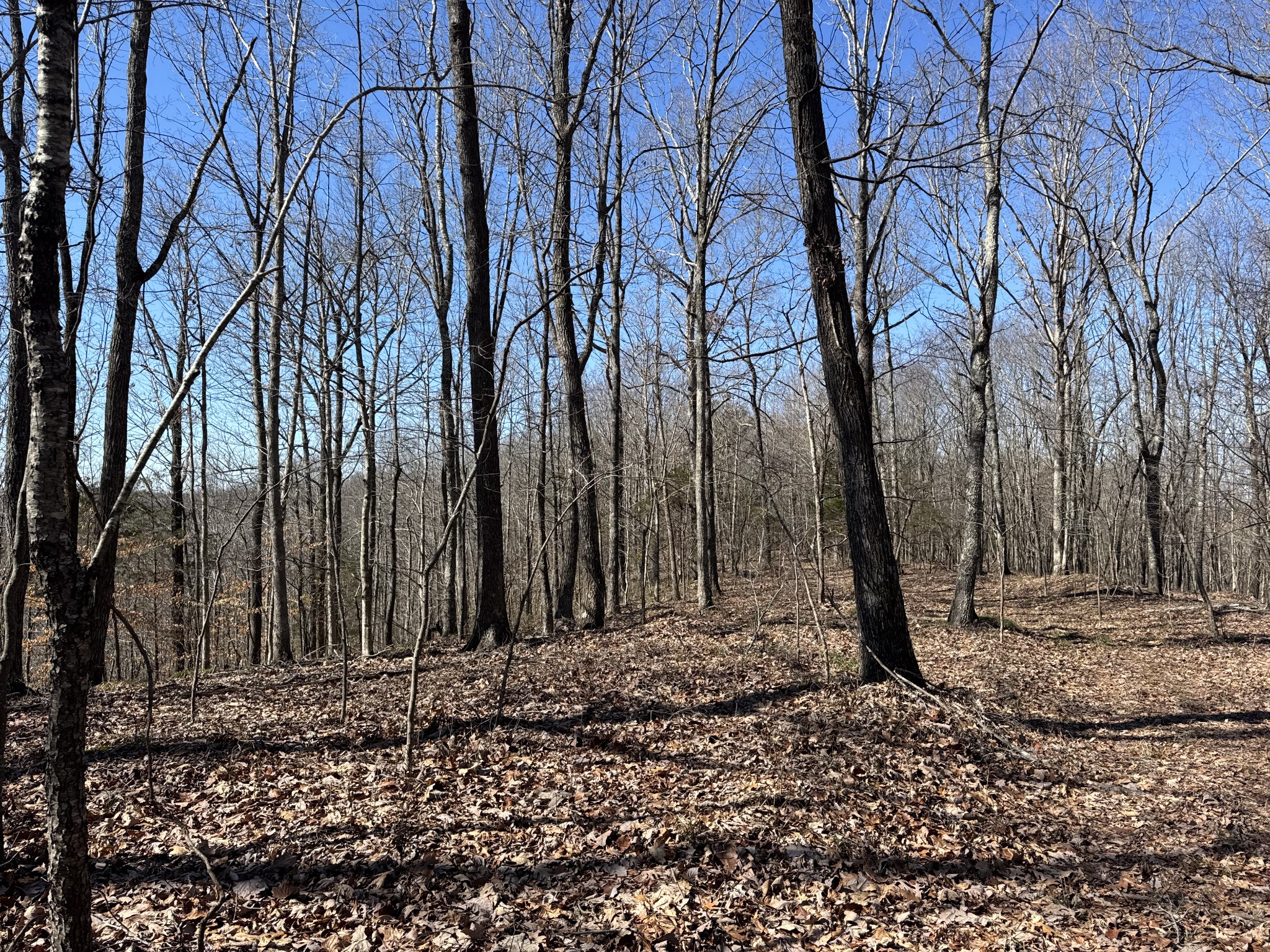 0 Waterfall Creek Road Collinwood, TN 38450 - Photo 32 of 48 a view of a backyard with trees