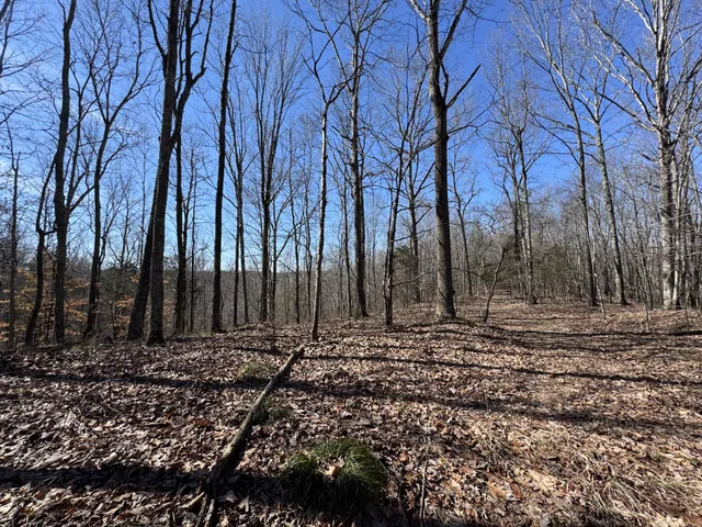 a view of a backyard with large trees