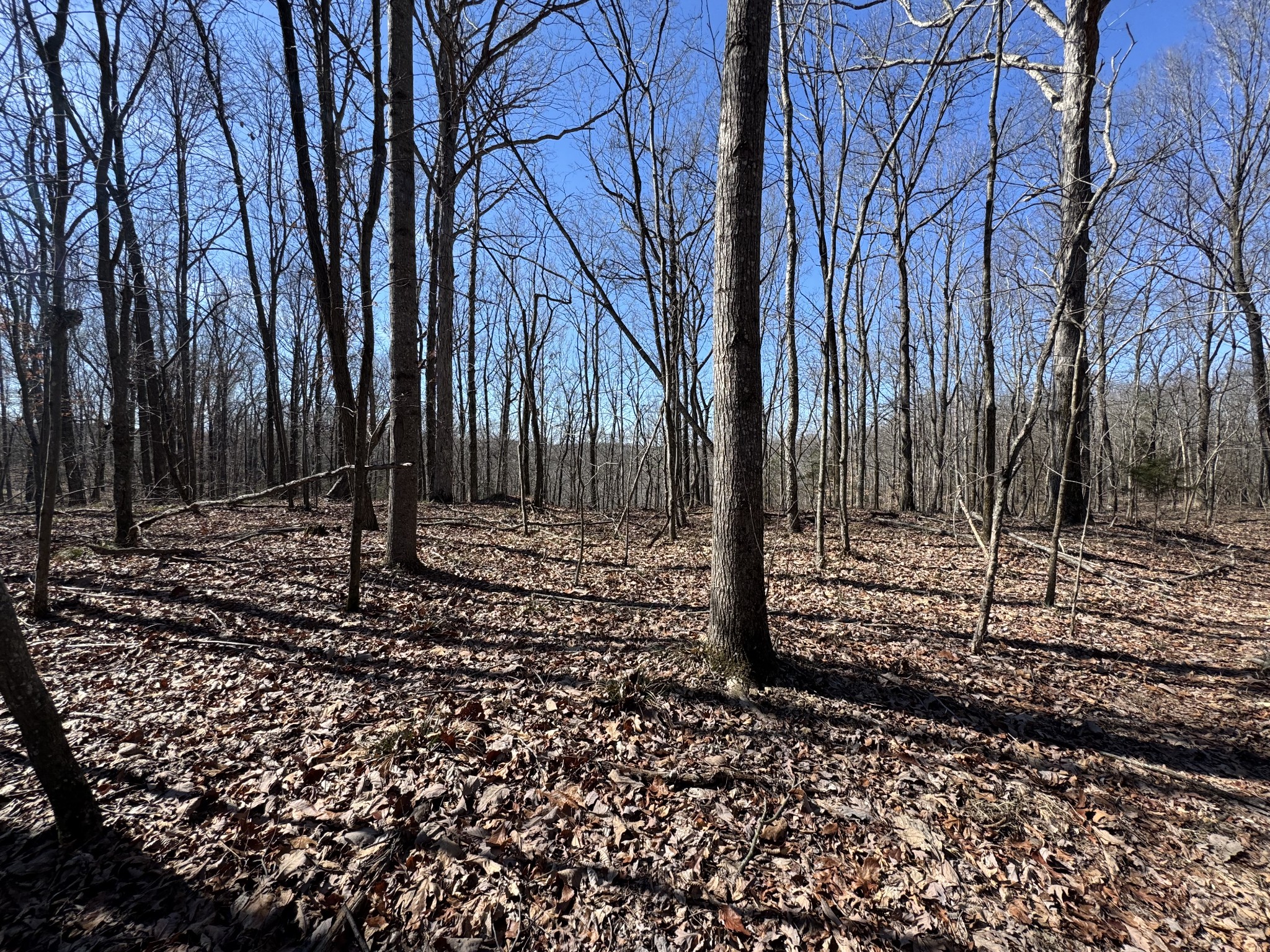 0 Waterfall Creek Road Collinwood, TN 38450 - Photo 35 of 48 a view of a backyard with large trees