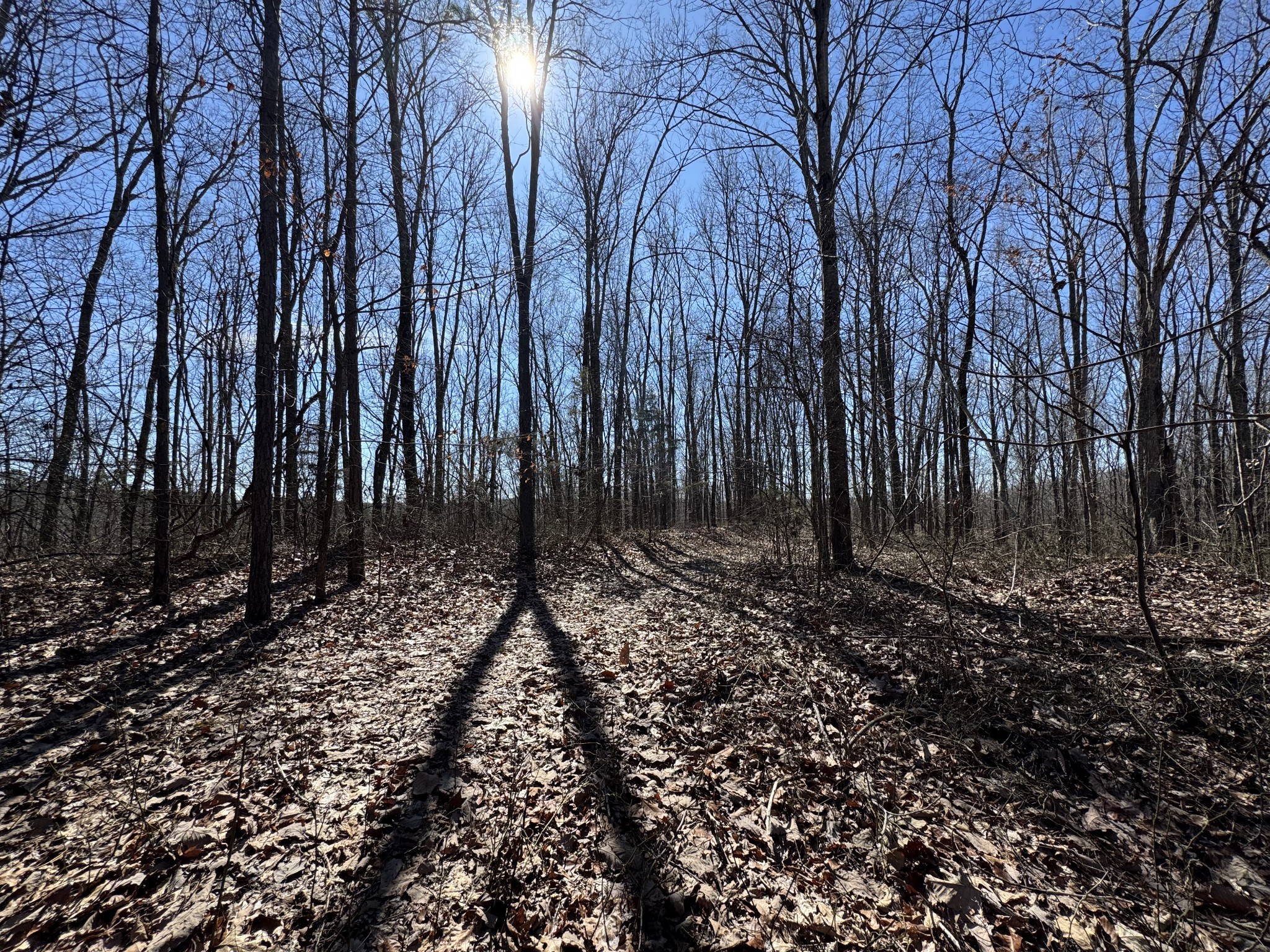 0 Waterfall Creek Road Collinwood, TN 38450 - Photo 36 of 48 a backyard of a house with lots of green space