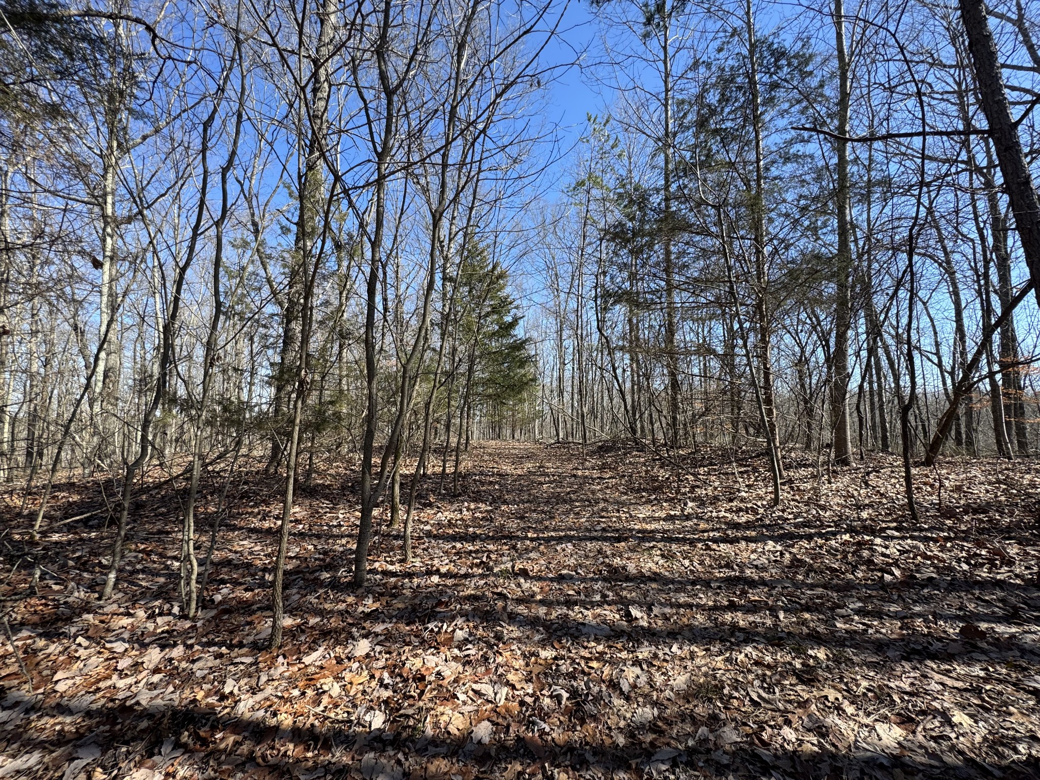 0 Waterfall Creek Road Collinwood, TN 38450 - Photo 38 of 48 a big yard with lots of green space