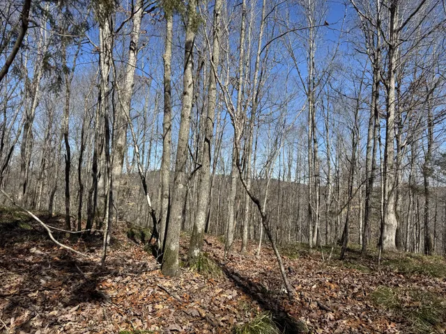 a view of a backyard of the house