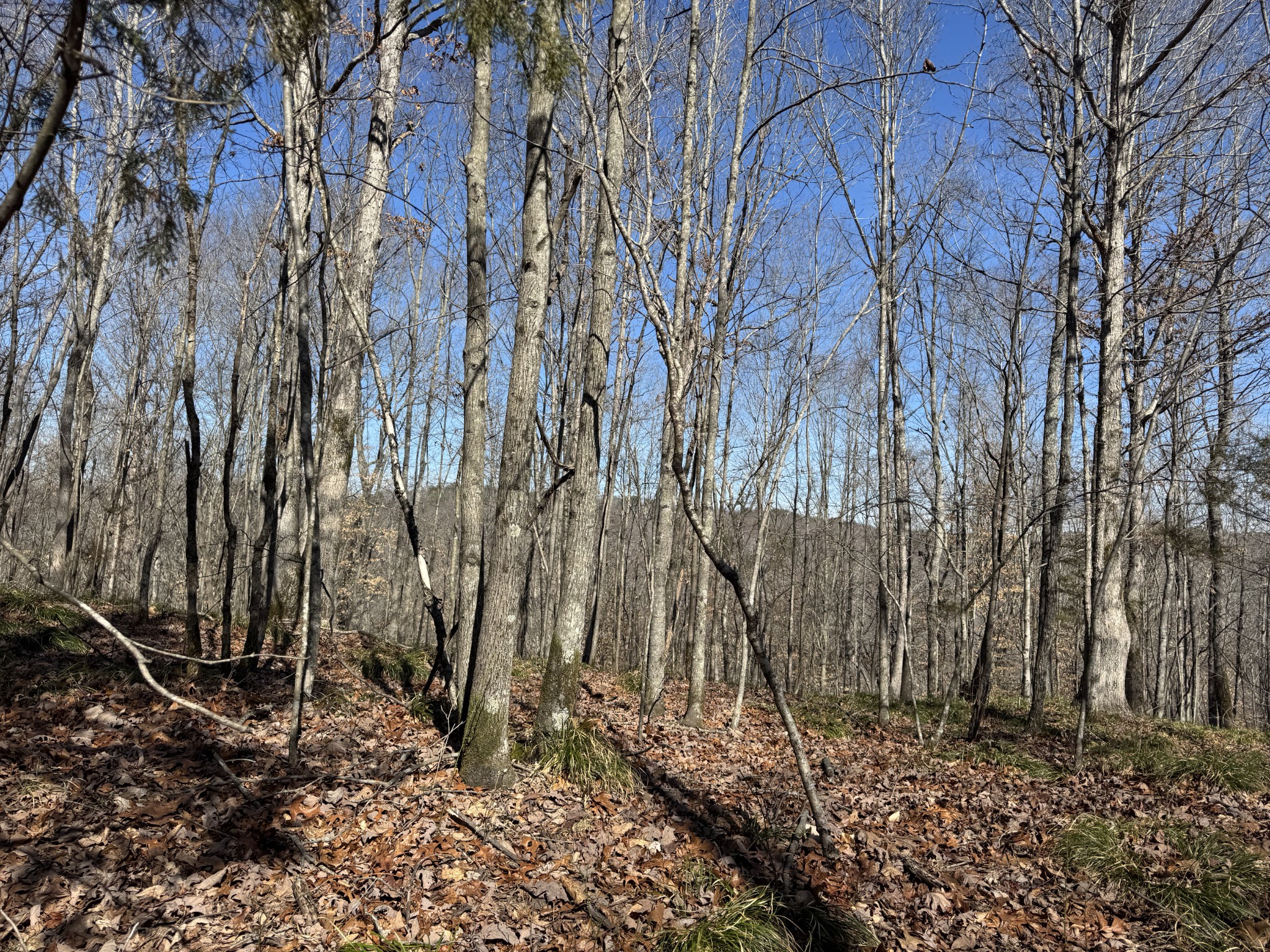 0 Waterfall Creek Road Collinwood, TN 38450 - Photo 39 of 48 a backyard of a house with lots of green space