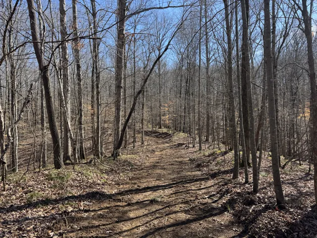 a view of a yard with trees