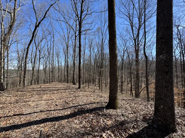 a view of a backyard with large trees
