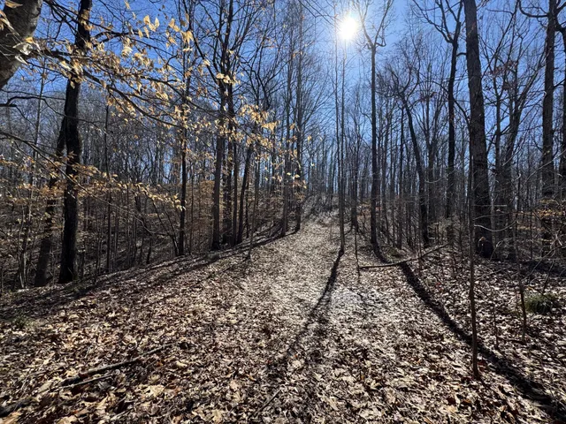 a view of a yard with trees