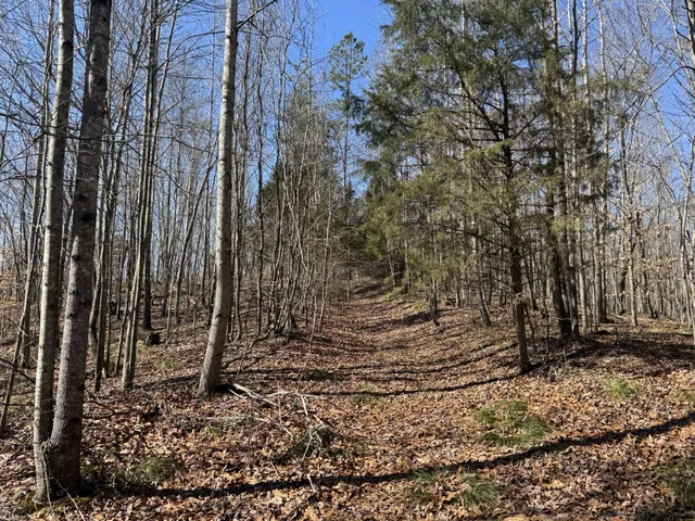 a view of lots of trees