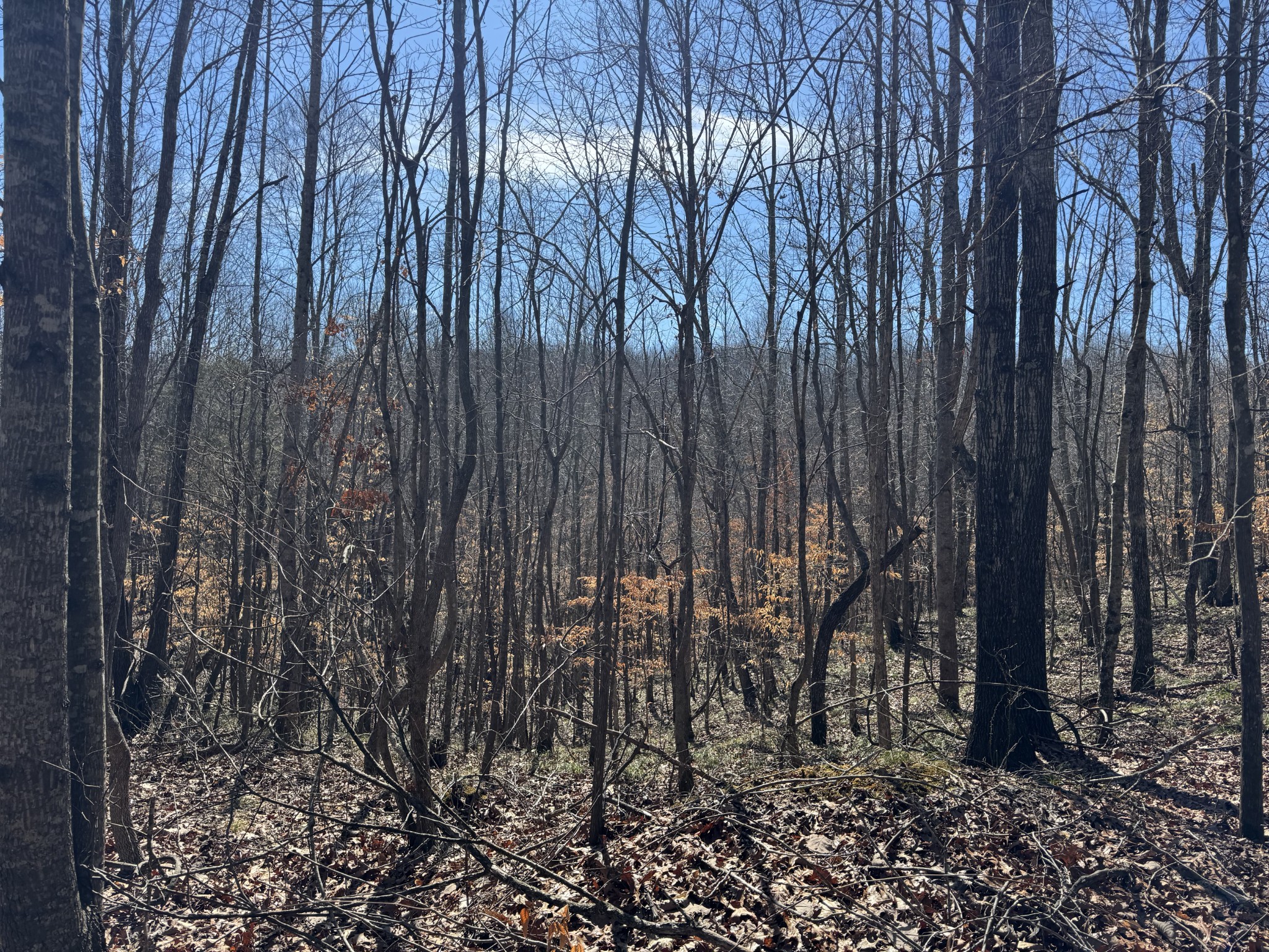 0 Waterfall Creek Road Collinwood, TN 38450 - Photo 45 of 48 a view of lots of trees