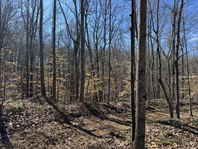 a view of a yard with lots of trees