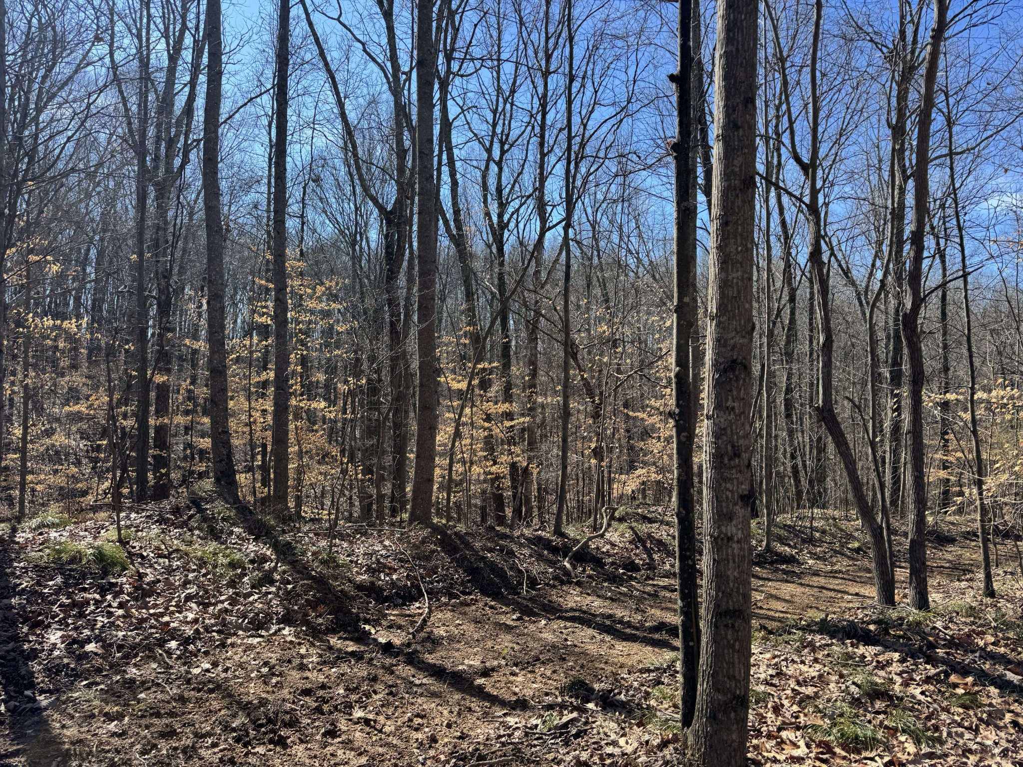 0 Waterfall Creek Road Collinwood, TN 38450 - Photo 46 of 48 a view of a forest filled with trees