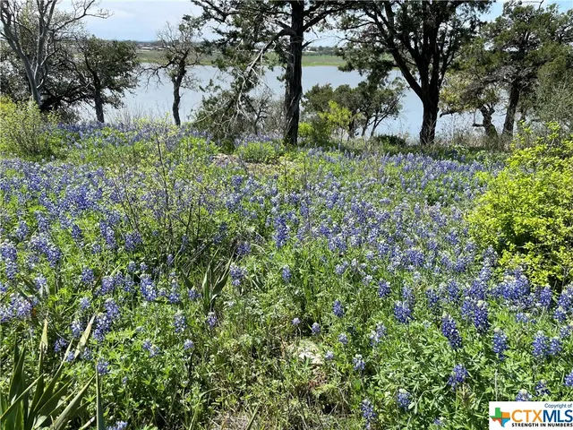 a view of a garden with a tree