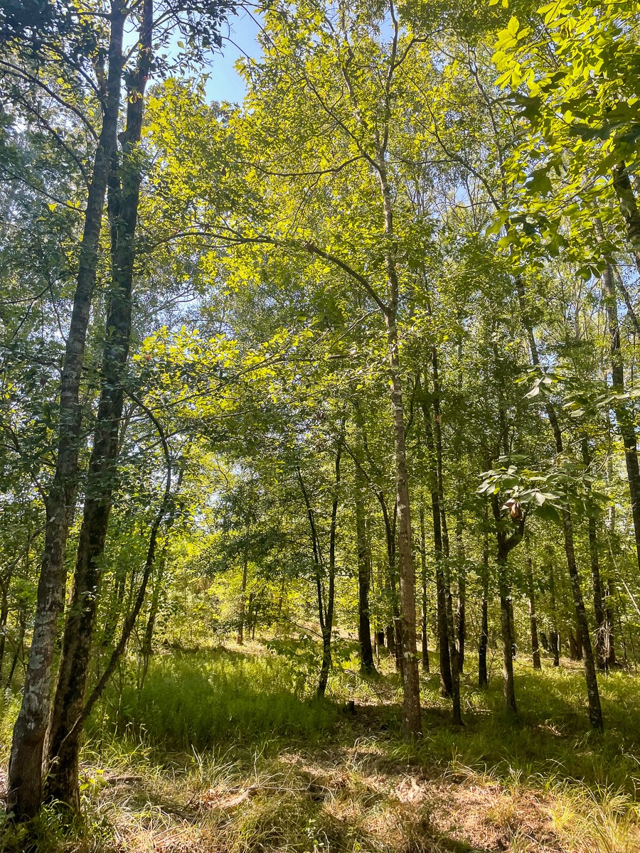 Tbd Union Springs Road Corrigan, TX 75939 - Photo 12 of 20