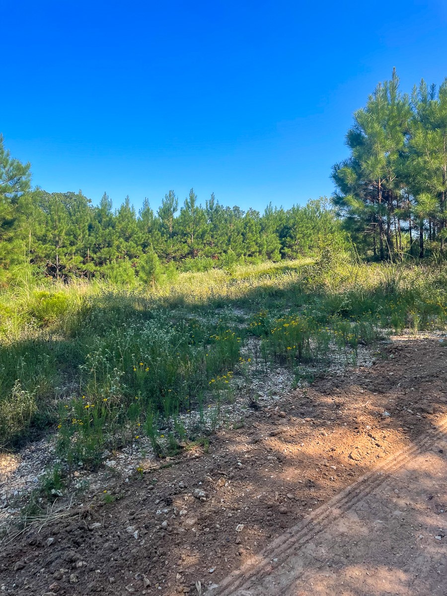 Tbd Union Springs Road Corrigan, TX 75939 - Photo 16 of 20