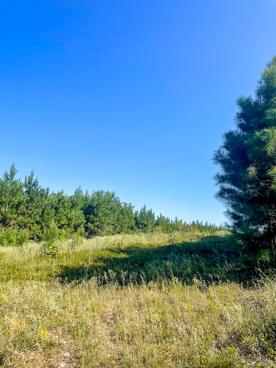 Tbd Union Springs Road Corrigan, TX 75939 - Photo 17 of 20