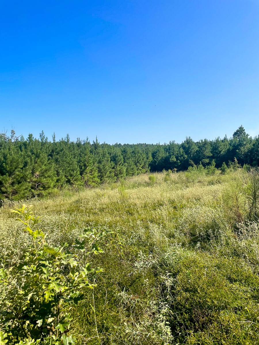 Tbd Union Springs Road Corrigan, TX 75939 - Photo 18 of 20