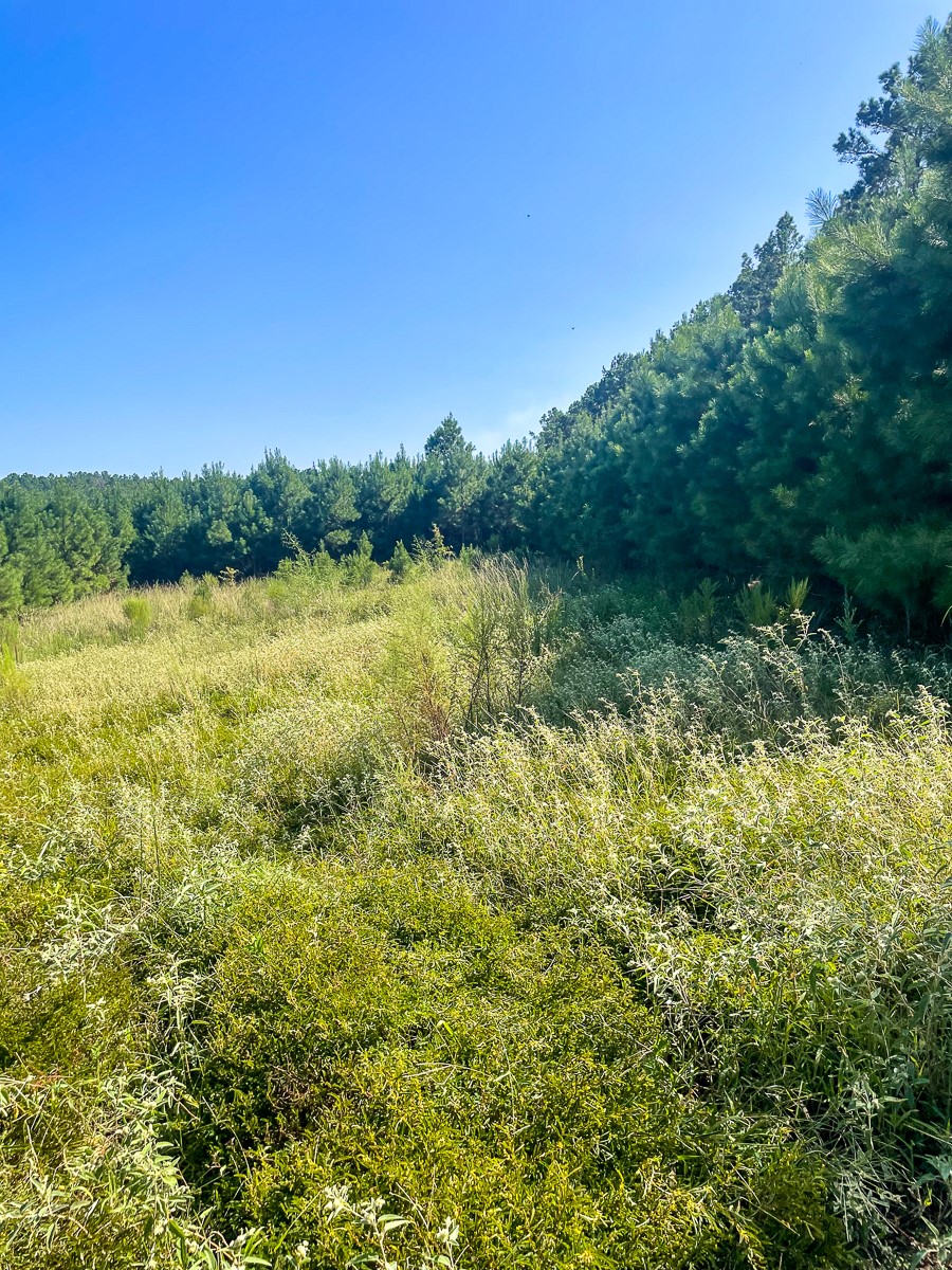 Tbd Union Springs Road Corrigan, TX 75939 - Photo 19 of 20