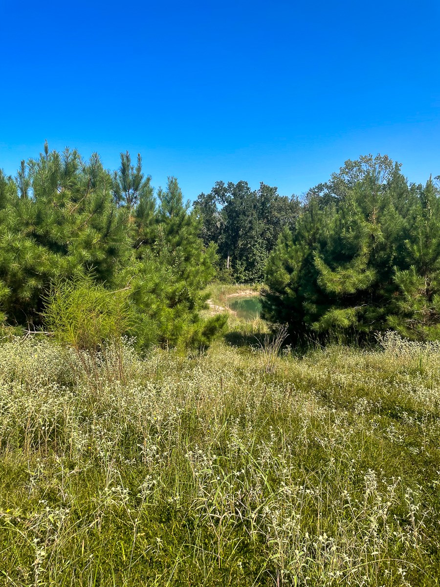 Tbd Union Springs Road Corrigan, TX 75939 - Photo 20 of 20