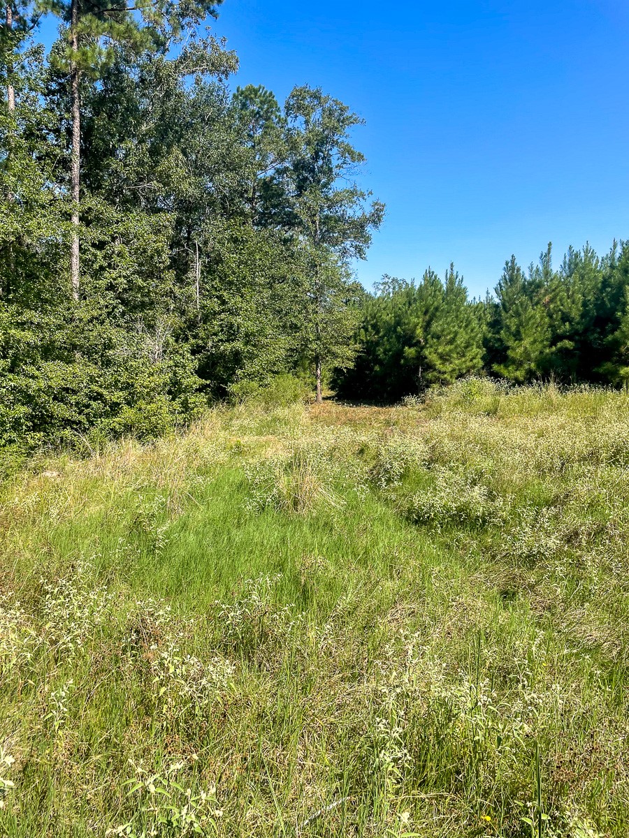 Tbd Union Springs Road Corrigan, TX 75939 - Photo 2 of 20