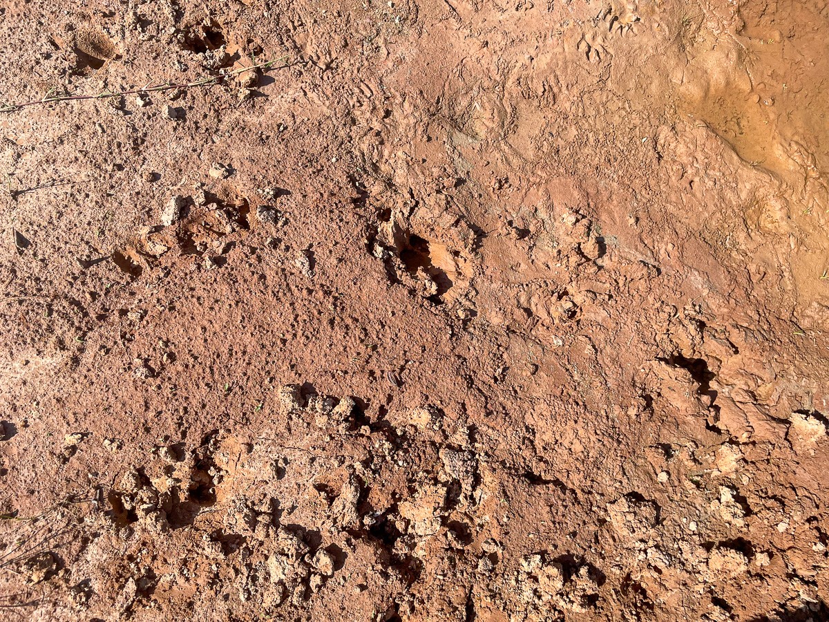 Tbd Union Springs Road Corrigan, TX 75939 - Photo 4 of 20