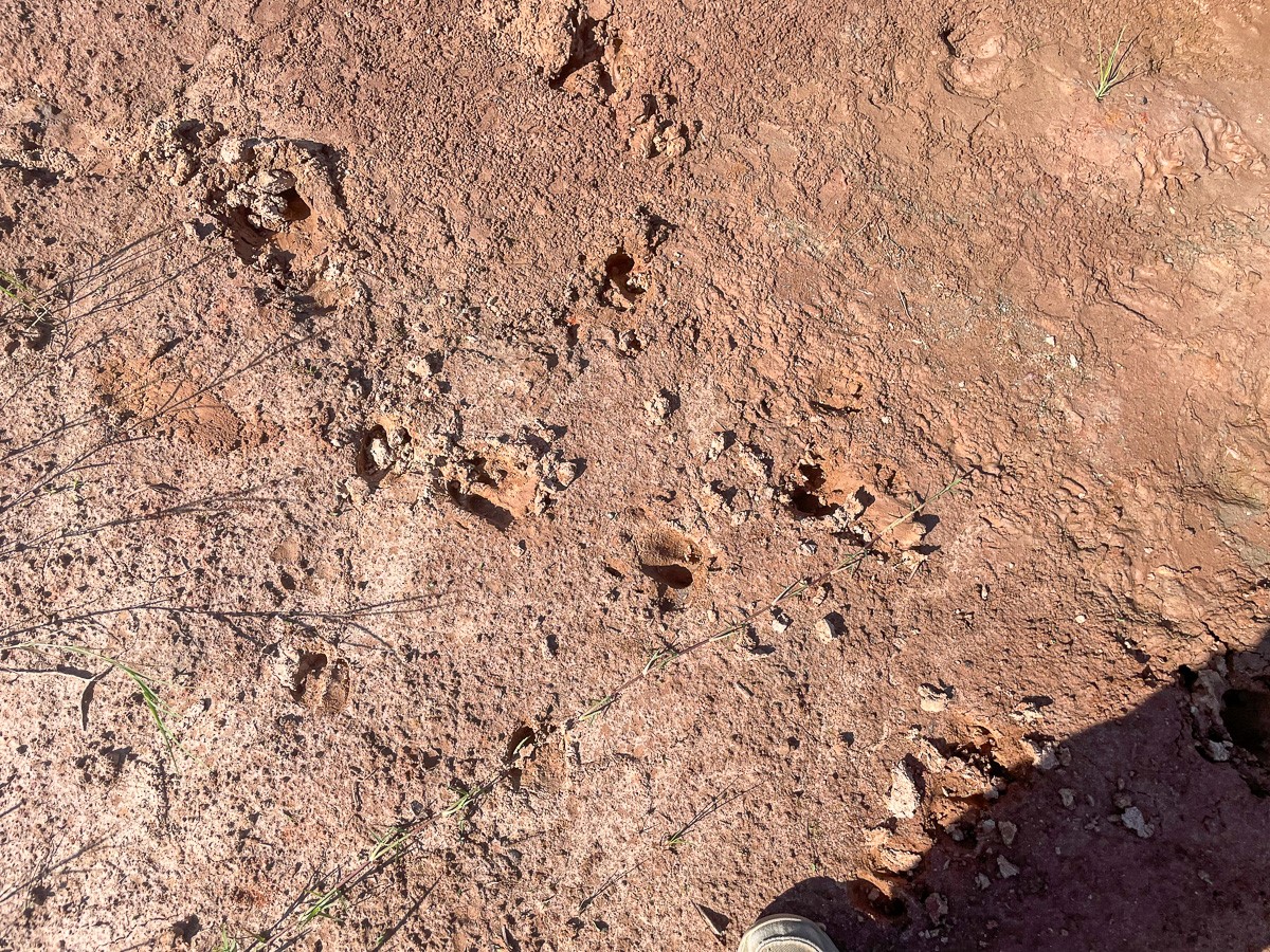 Tbd Union Springs Road Corrigan, TX 75939 - Photo 5 of 20