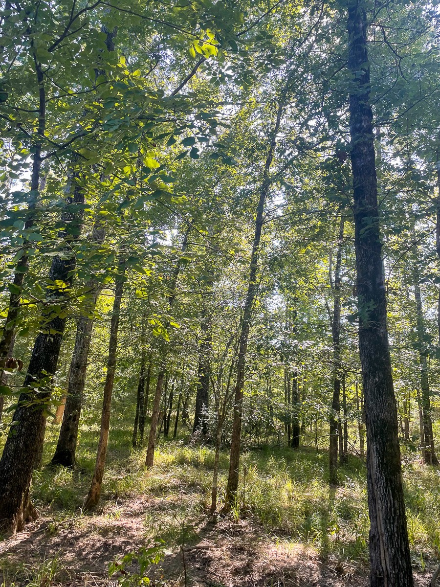 Tbd Union Springs Road Corrigan, TX 75939 - Photo 9 of 20