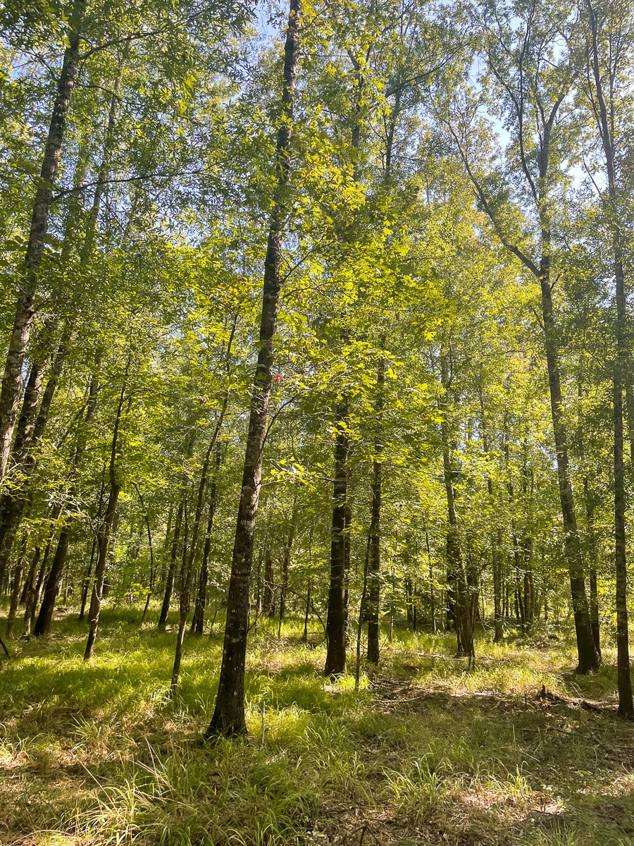 Tbd Union Springs Road Corrigan, TX 75939 - Photo 10 of 20