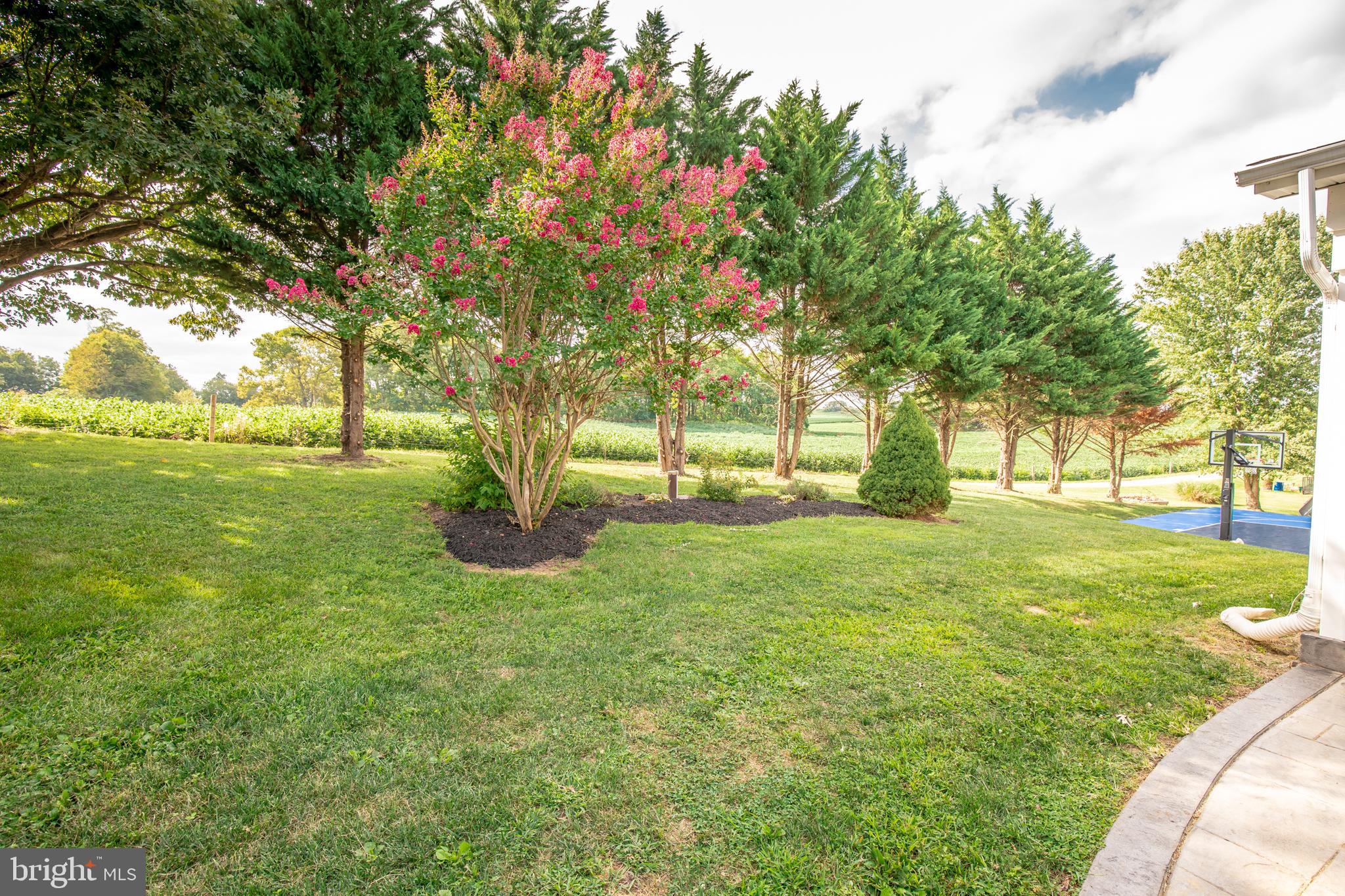 193 Quail Run Road Summit Point, WV 25446 - Photo 10 of 72 a view of a yard with a tree