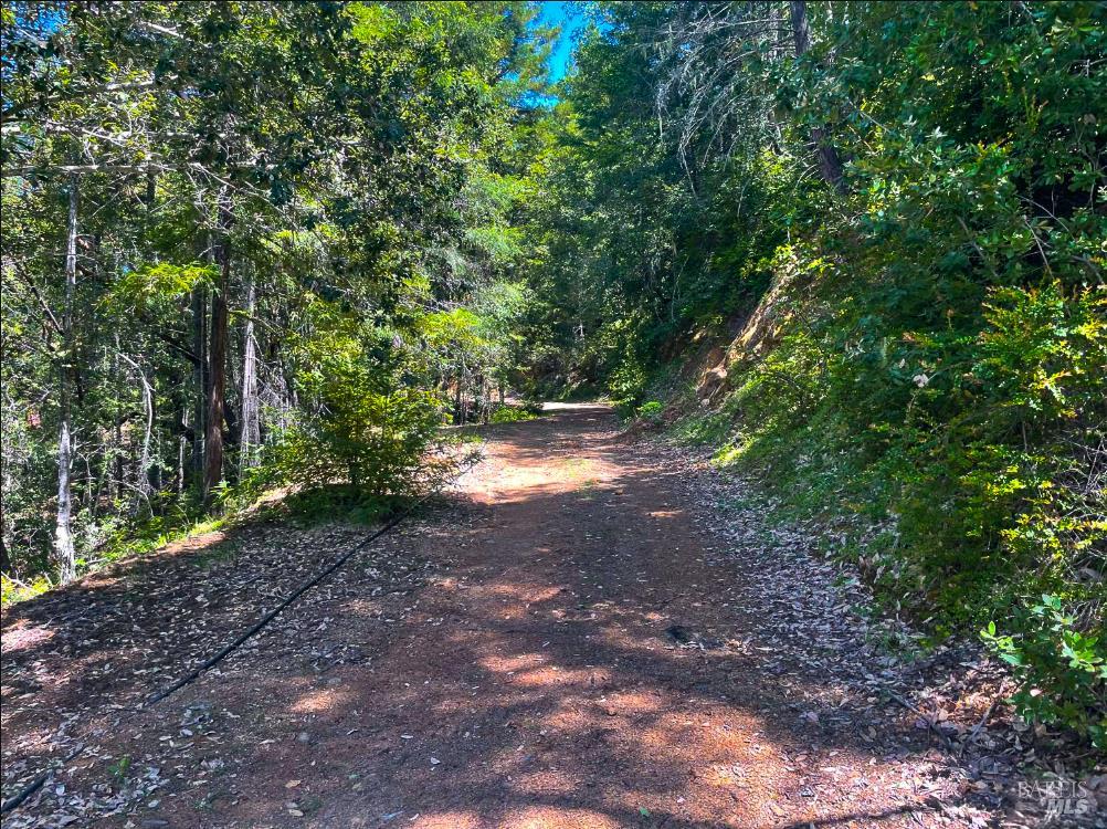25210 Mountain View Road Boonville, CA 95415 - Photo 11 of 31 a view of a forest with trees in the background