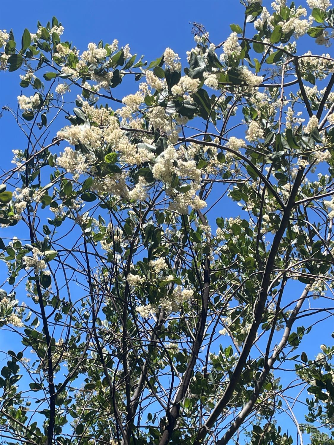 25210 Mountain View Road Boonville, CA 95415 - Photo 22 of 31 a picture of a tree