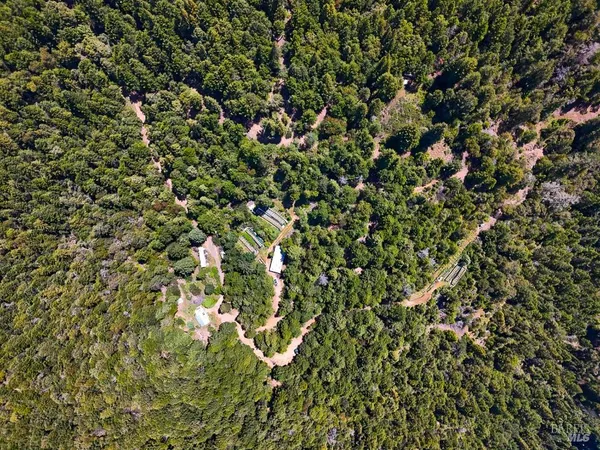 a view of a lush green forest with trees in the background